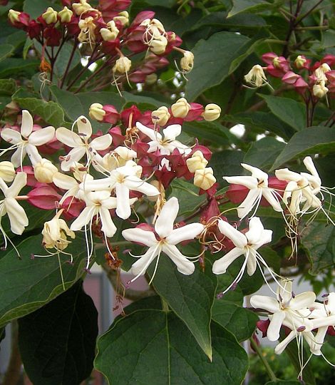 Clerodendron 'Purple Blaze'